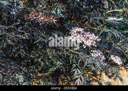 Sambucus nigra 'Black Lace' Busch mit Blumen im späten Frühjahr in einem englischen Garten, Großbritannien Stockfoto