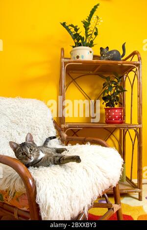 Hauskatzen auf einem Sessel Stockfoto