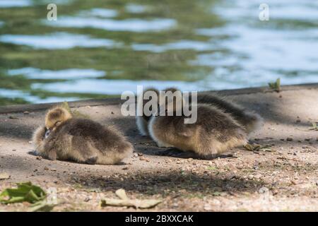 Kanadagänse (Branta canadensis) Küken, die am Flussufer ruhen Stockfoto