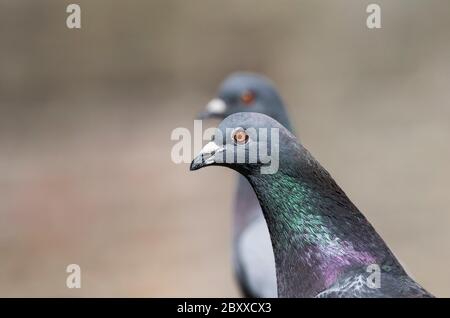 Kopfschuss einer Feral Pigeon (Columba Livia) in Kingston, Surrey Stockfoto