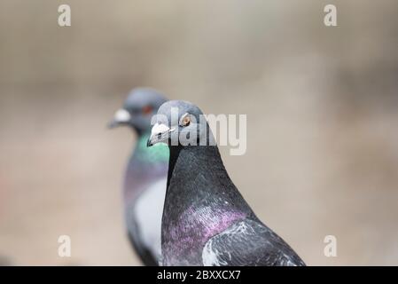 Kopfschuss einer Feral Pigeon (Columba Livia) in Kingston, Surrey Stockfoto