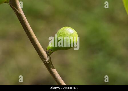 Unreife Frucht der Feige (Ficus carica) Stockfoto