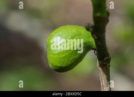 Unreife Frucht der Feige (Ficus carica) Stockfoto