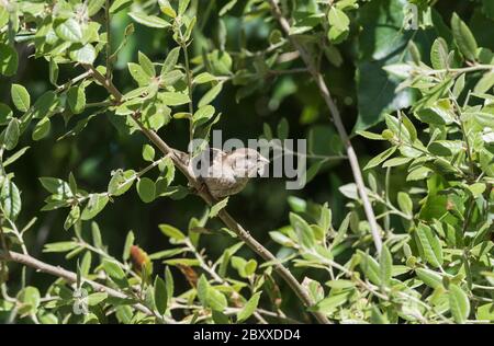 Haussparrow (Passer domesticus) mit einer Mayfly hatte sie das Fliegen über den Fluss erwischt. Ein wirklich agiler Vogel! Stockfoto