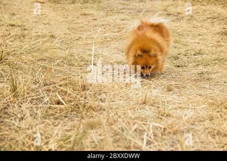 Rot flauschiger spitz Hund auf trockenem gelben Gras Stockfoto