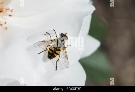 Die Batman Hoverfly (Myathropa florea) ist eine gewöhnliche britische Spring Hoverfly-Art Stockfoto