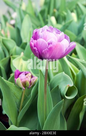 Tulipa Blue Diamond. Eine lila Pfingstrose blühte Tulpe, die im späten Frühjahr & Frühsommer blüht. .EINE doppelte spätblühende Tulpe der Abteilung 11 Gruppe Stockfoto