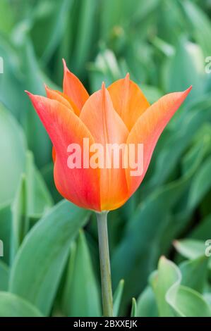 Nahaufnahme von Tulipa Ballerina EINE Kelchblume mit rot-gelben und orangen Farben, die zur Lilie-blühenden Tulpengruppe 6 gehören Stockfoto