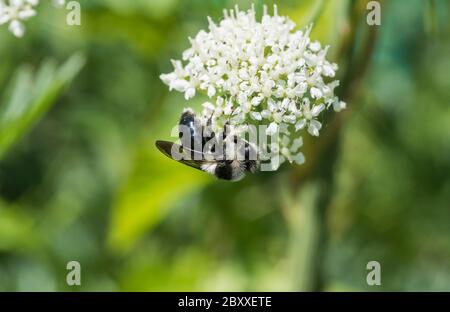 Aschesaugen Biene (Andrena cineraria) Stockfoto