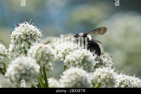 Aschesaugen Biene (Andrena cineraria) Stockfoto