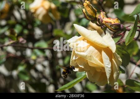 Eine früh blühende orange Rose mit einer weißen Bumble Bee Stockfoto