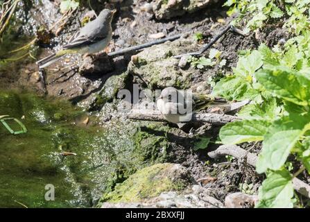 Junge graue Wagglawine (Motacilla cinerea) Stockfoto