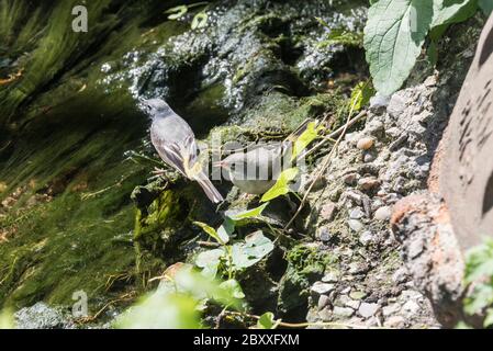 Jungling Grey Waggtail (Motacilla cinerea) mit einem erwachsenen Vogel Stockfoto