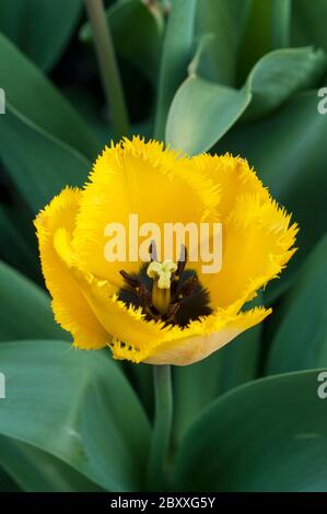 Nahaufnahme von tulipa Crystal Star. Eine einzelne, mit Fransen besäumte gelbe Tulpe, die zur umsäumten Gruppe der Tulpen Division 7 gehört Stockfoto