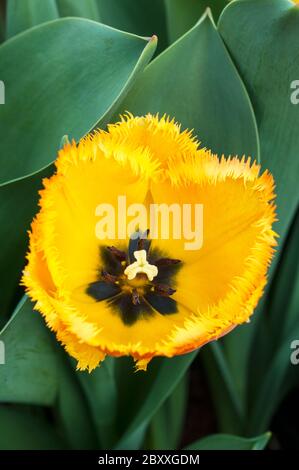 Nahaufnahme von tulipa Crystal Star. Eine einzelne, mit Fransen besäumte gelbe Tulpe, die zur umsäumten Gruppe der Tulpen Division 7 gehört Stockfoto