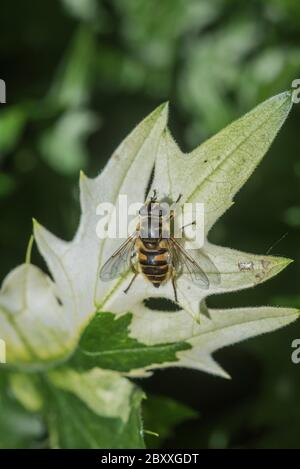 Die Batman Hoverfly (Myathropa florea) Stockfoto
