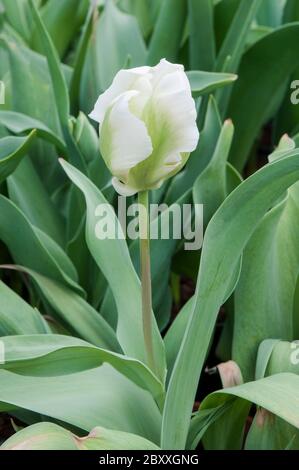 Ein einprägig Tulipa White Rebel. Ein spät blühendes Weiß mit grünen Streifen Tulpe gehört zu der Papagei Gruppe der Tulpen Division 10 Stockfoto