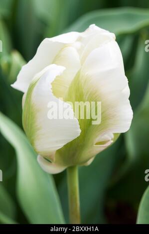 Nahaufnahme von Tulipa White Rebel. Ein spät blühendes Weiß mit grünen Streifen Tulpe gehört zu der Papagei Gruppe der Tulpen Division 10 Stockfoto