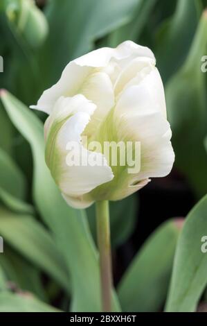 Nahaufnahme von Tulipa White Rebel. Ein spät blühendes Weiß mit grünen Streifen Tulpe gehört zu der Papagei Gruppe der Tulpen Division 10 Stockfoto