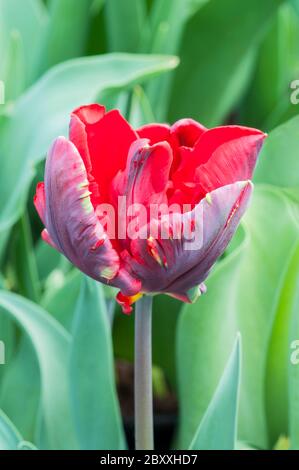 Nahaufnahme von Tulip Rokoko eine rote Tulpe mit grüner Feder Flash und gelbe Tönung. Öffnen Schale geformt, die zu den Papageien tulip gruppe Abteilung 10 Stockfoto