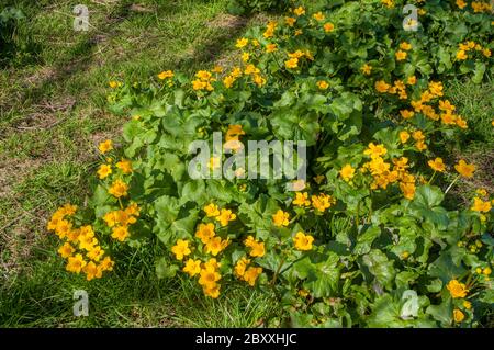 Caltha palustris Marsh Marigold. Eine mehrjährige Wildblume, die durch den Sommer mit gelben Blüten und großen nierenförmigen Blättern blüht. Absolut winterhart. Stockfoto