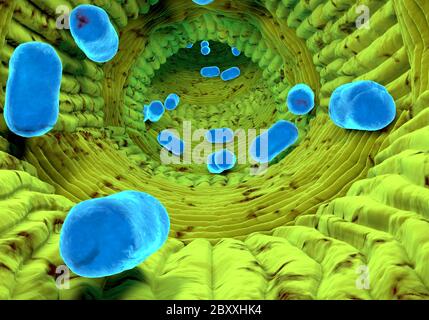 Blick auf den menschlichen Organismus. Virus in . Organische Anatomie. 3d-Rendering Stockfoto