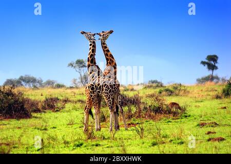 Kampf gegen Giraffen im Murchison Falls Park, Uganda Stockfoto