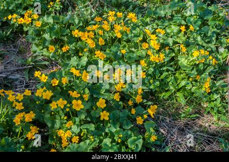Caltha palustris Marsh Marigold. Eine mehrjährige Wildblume, die durch den Sommer mit gelben Blüten und großen nierenförmigen Blättern blüht. Absolut winterhart. Stockfoto
