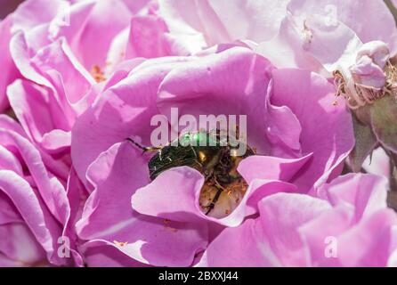 Zwei Rosendrosseln (Cetonia aurata) auf einer Rosenblüte in Kingston, Surrey Stockfoto