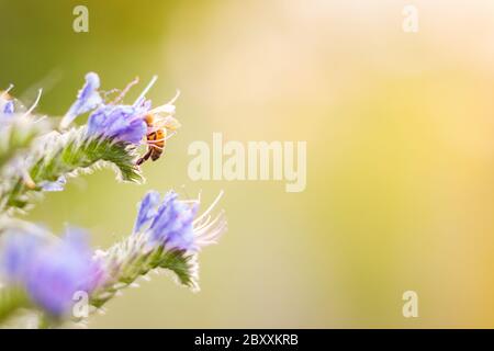 Honigbiene auf blauen Blüten. Sommerkonzept Stockfoto