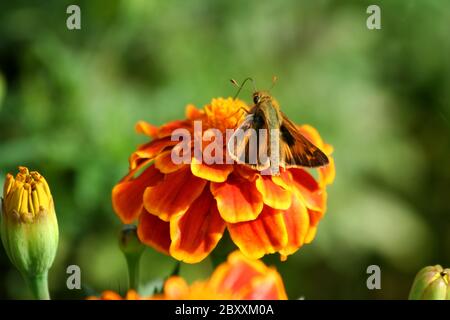 Ein Kolibri Motte auf einer Ringelblume Stockfoto