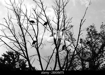 Ein Bündel von Geiern in einem Baum Silhouette Stockfoto