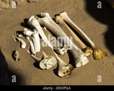 Menschliche Knochen im Sand Stockfoto