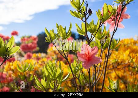 Zweig des blühenden rosa Rodendrons im Garten gegen den Himmel. Stockfoto