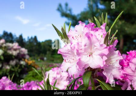 Blühende rosa Rhododendren Nahaufnahme auf einem Hintergrund von blauem Himmel. Stockfoto