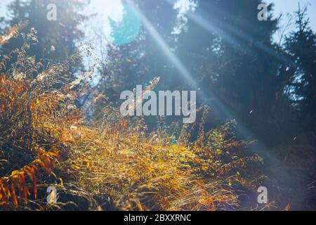 Natürlicher schöner Hintergrund. Nahaufnahme von trockenem goldenem Gras bei Sonnenaufgang im Herbst. Sonnenaufgang im Hintergrund des Herbstwaldes. Stockfoto