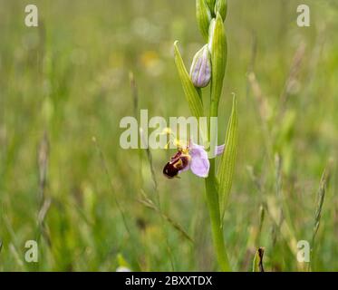 Nahaufnahme niedrigen Niveau marco anflug der Biene Orchidee Pflanze wächst wild in grünen Grasfeld Stockfoto