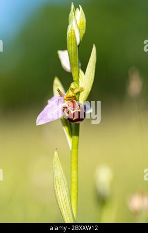 Nahaufnahme niedrigen Niveau marco anflug der Biene Orchidee Pflanze wächst wild in grünen Grasfeld Stockfoto