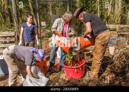 Leute, die Kompost 'Grüns' und 'Browns' in eine Wanne mischen. Neben genug Wasser, um einen feuchten Schwamm ähneln, wird hinzugefügt, und die Mischung gerührt. Wh Stockfoto