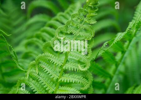 Strauß Fern Wedel im Frühling Stockfoto