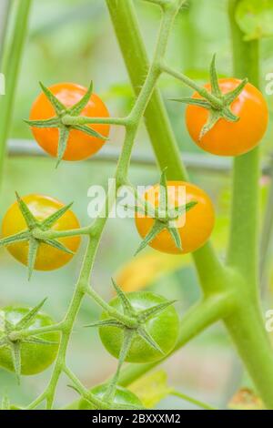 Cluster von Sun Gold Cherry Tomaten wachsen auf der Rebe, in verschiedenen Stadien der Reife, in Issaquah, Washington, USA. Dies ist eine unbestimmte Tomate Stockfoto