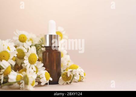 Eine Glasflasche mit Pipette mit weißer Gummispitze und vielen Blumen-Kamillen daneben auf dem beigen Hintergrund. Naturhaut Konzept. Bio Stockfoto