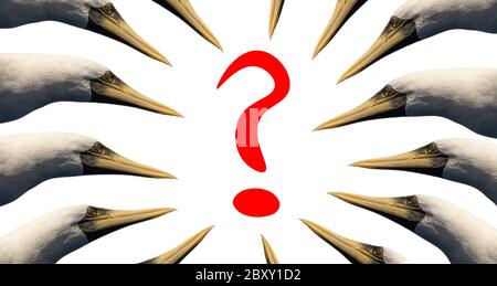 Fragezeichen in roten Buchstaben auf weißem Hintergrund mit einem Schwarm von Vögeln umgeben und betrachten es. Isoliert. Stockfoto