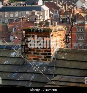 Vögel auf einem Schornstein in Whitby, Scarborough, England Stockfoto