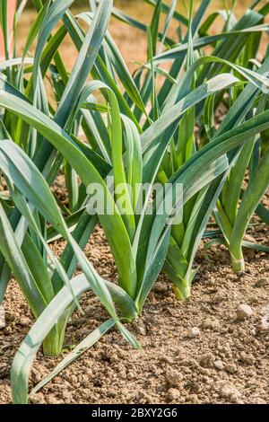 Bio, Erbstück König Richard Lauch wächst in einem Gemüsegarten in Carnation, Washington, USA Stockfoto