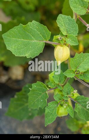 Die gemahlenen Kirschen von Tante Molly in Carnation, Washington, USA. (Physalis pruinosa) Dieses Erbstück ist eigentlich keine Kirsche, sondern eher ein kleiner erdtom Stockfoto