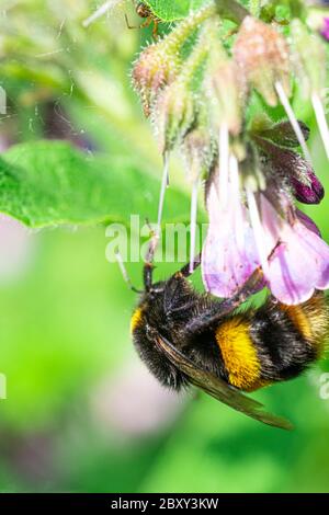 Große gelbe Orange Honig und schwarz gestreifte Biene Polieren Beinwell blühenden lila Pflanzen. Nahaufnahme Marco View Stockfoto