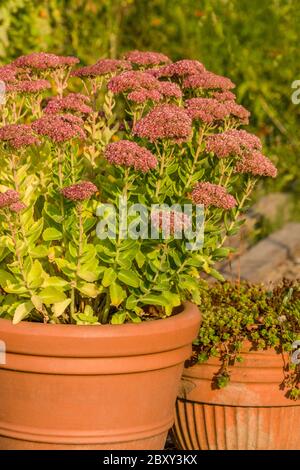 'Brillanter' Sedum in einem Topf in Carnation, Washington, USA. Die 'Brilliant' Sedum Plant ist eine aufrechte, klumpenbildende Staude, die oval, fleischig, Stockfoto