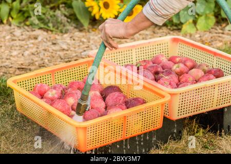 Frau waschen frisch geerntete Red Delicious Äpfel in Carnation, Washington, USA Stockfoto