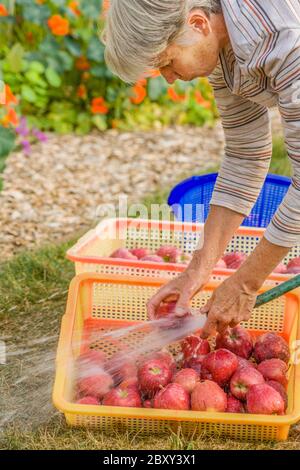 Frau waschen frisch geerntete Red Delicious Äpfel in Carnation, Washington, USA Stockfoto